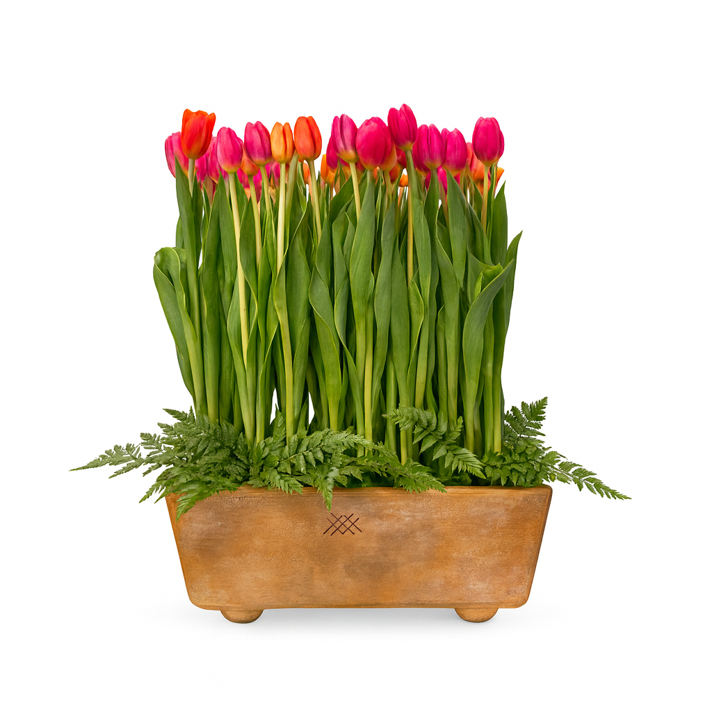 Constanza-maceta con 60 tulipanes de colores