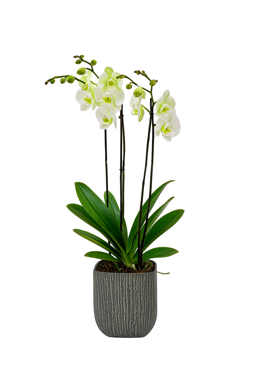 Oxford-base de cerámica con dos orquídeas blancas