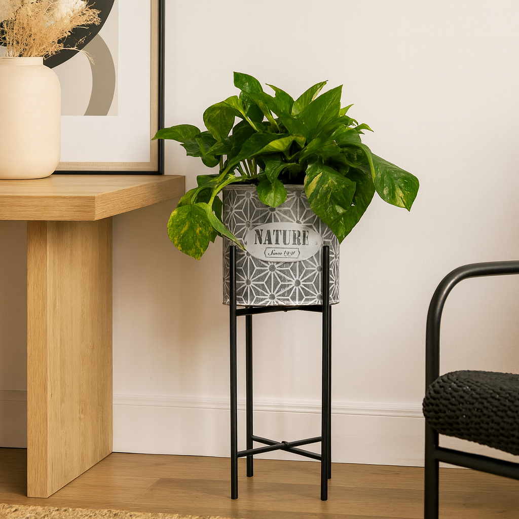 Raymundo-maceta de metal grande con patitas con planta teléfono