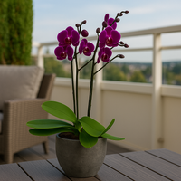 Hacienda-maceta de cemento con 1 orquídea fiusha