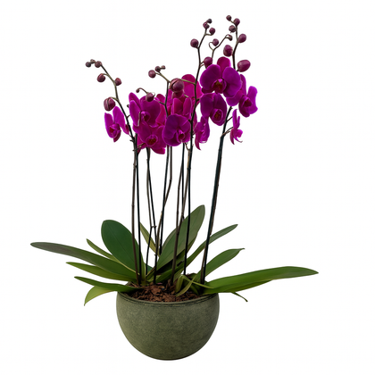 Raya -maceta de cemento con 3 orquídeas fiusha