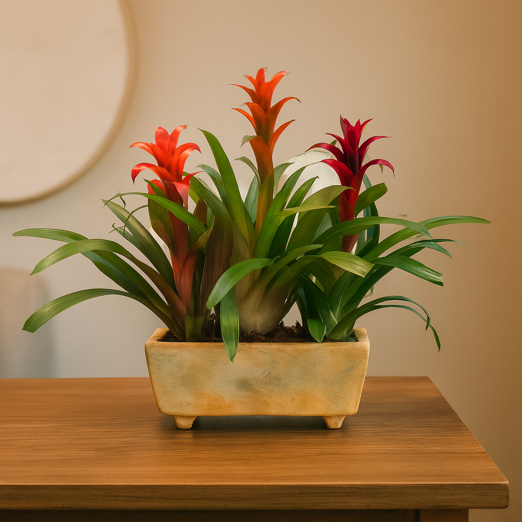 Lázaro-maceta con 3 bromelias de colores