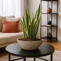 Raúl-maceta de cemento forma canoa con Sansevieria