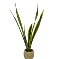 Alejandro-maceta efecto de madera con Sansevieria