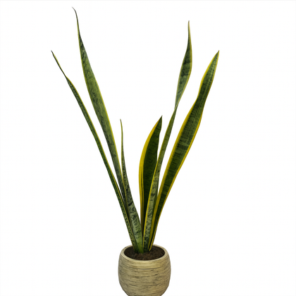 Alejandro-maceta efecto de madera con Sansevieria