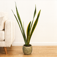 Alejandro-maceta efecto de madera con Sansevieria