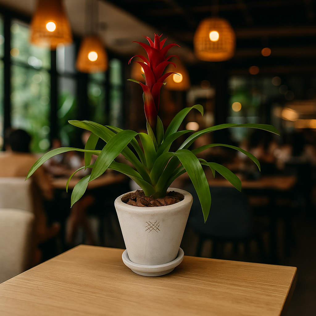 Ramón-maceta antique con una bromelia