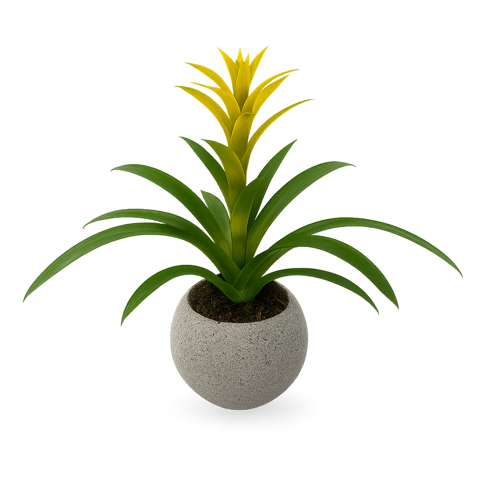 Génaro - maceta de cemento gris con una bromelia