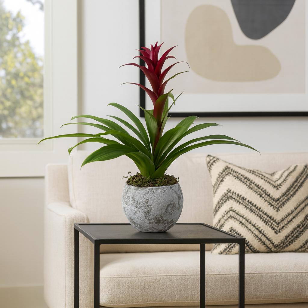 Matías-maceta de cemento gama musgo grande con una bromelia roja