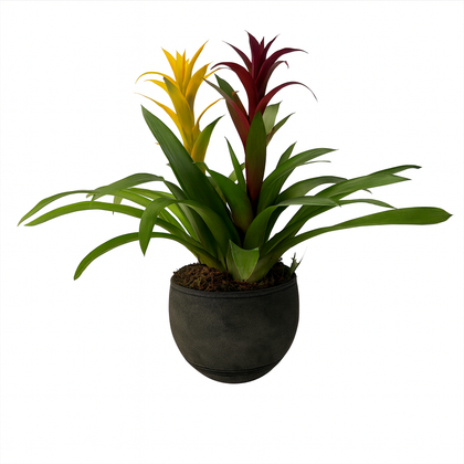 Sebastián-maceta de cemento raya militar con 2 bromelias
