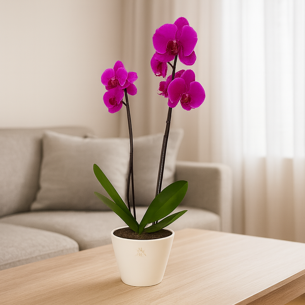 Phalaenopsis Sonora chica-maceta esmaltada blanca con 1 orquídea fiusha