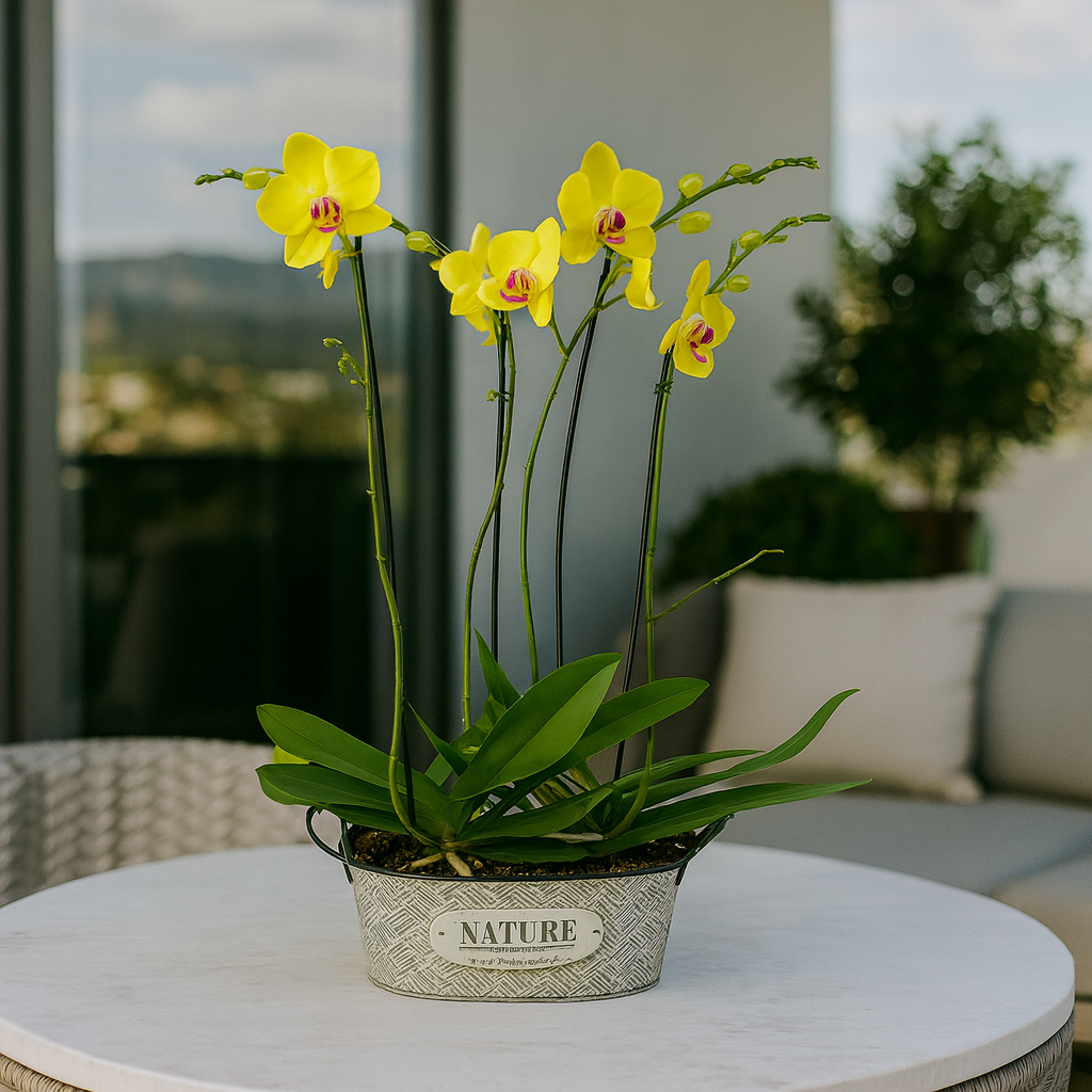 Orquídeas amarillas en canasta de metal