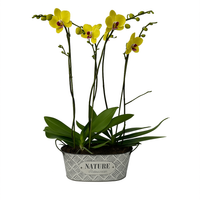 Orquídeas amarillas en canasta de metal