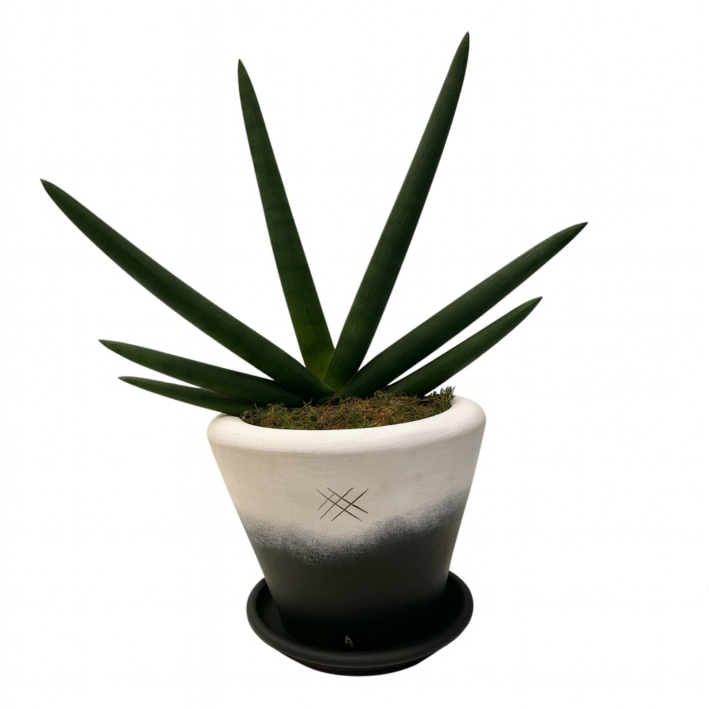 Guillermo-maceta terracota fusión con sansevieria cilíndrica