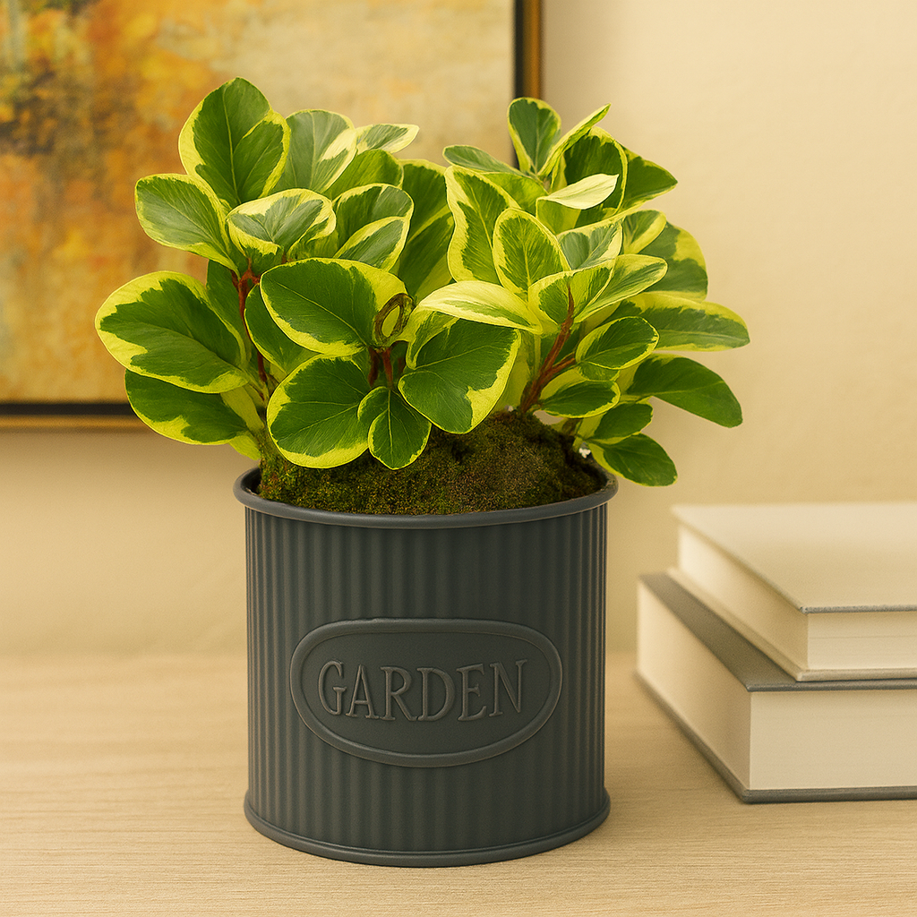 Fabián-maceta de metal oxford con peperomia