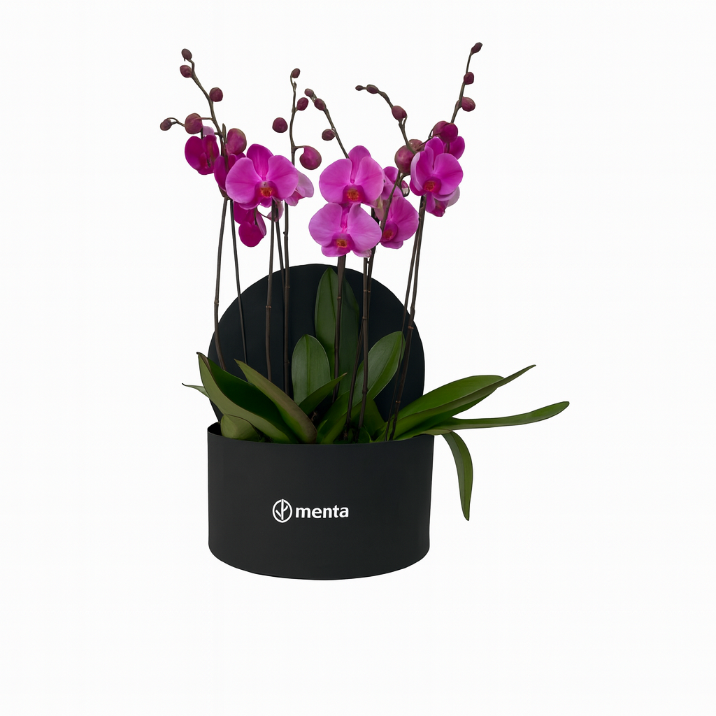 Phalaenopsis fiusha en caja redonda negra