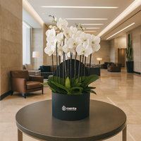 Phalaenopsis blancas en caja redonda negra