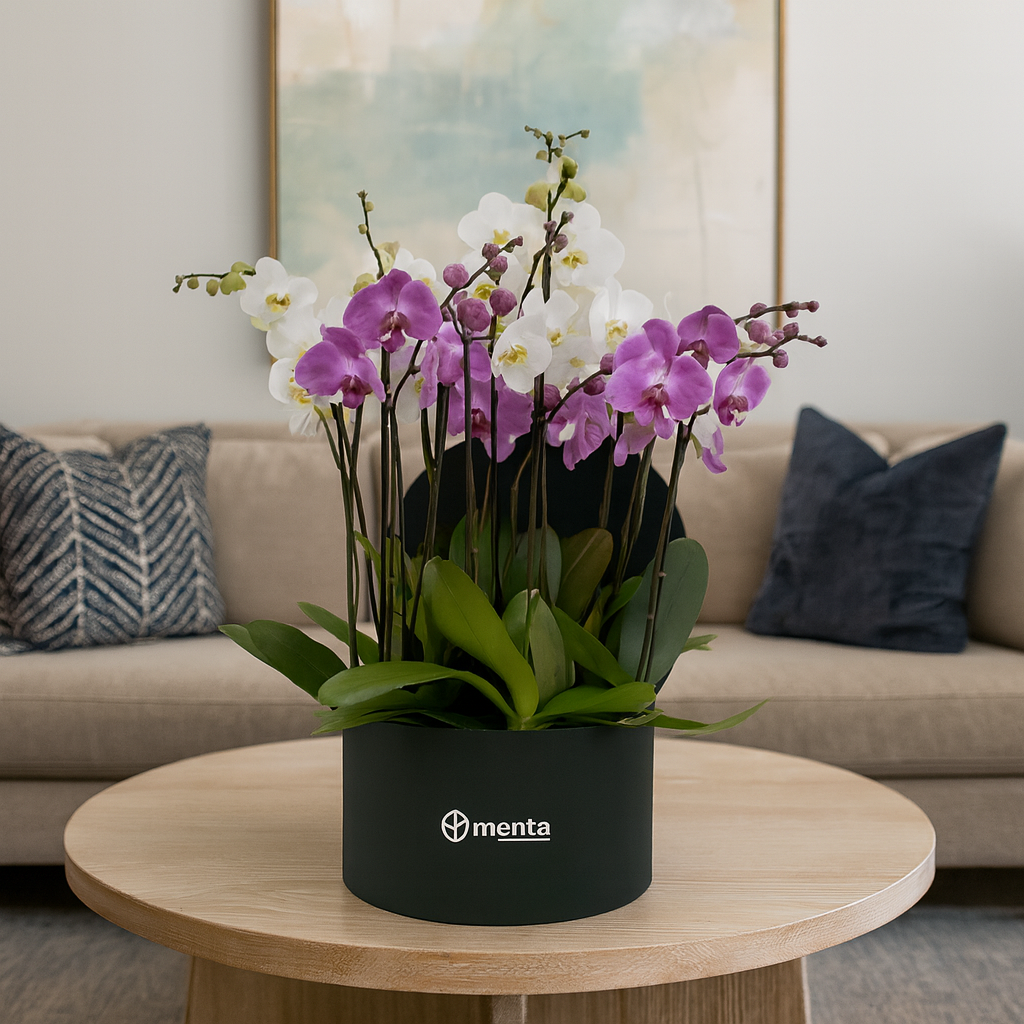 Phalaenopsis mixtas en caja redonda negra
