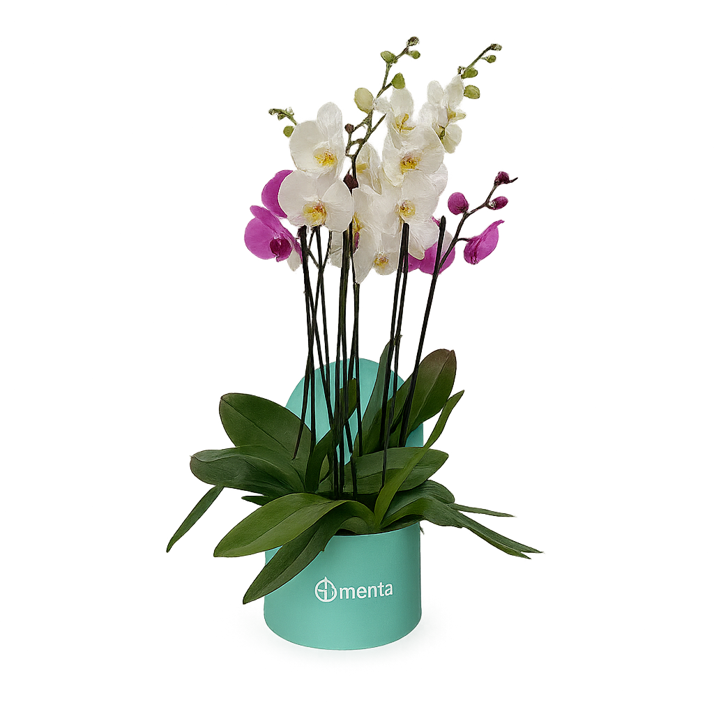 Phalaenopsis mixtas en caja redonda chica menta