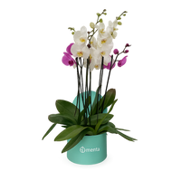 Phalaenopsis mixtas en caja redonda chica menta