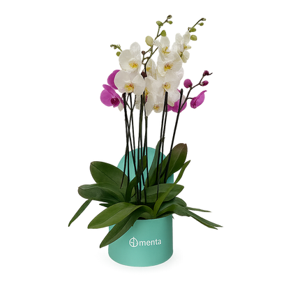 Phalaenopsis mixtas en caja redonda chica menta