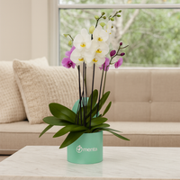 Phalaenopsis mixtas en caja redonda chica menta
