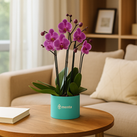 Phalaenopsis fiusha en caja redonda chica menta