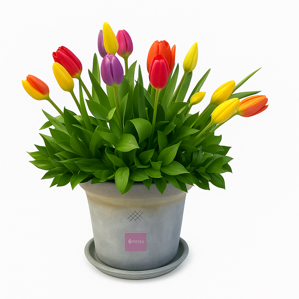 Anel-maceta con 20 tulipanes de colores