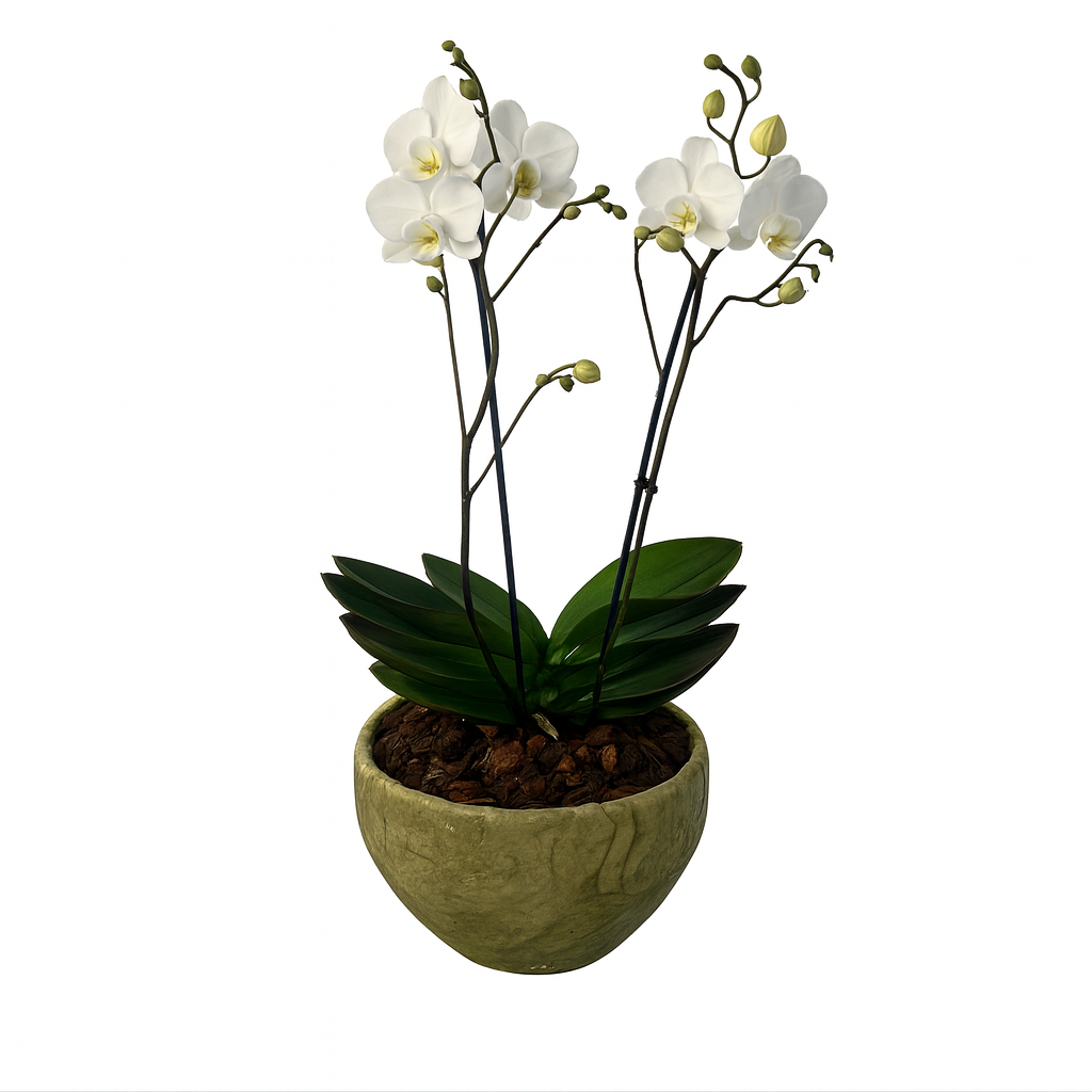 Cuenco-maceta de cemento con 1 orquídea blanca