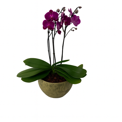 Cuenco-maceta de cemento con 1 orquídea fiusha