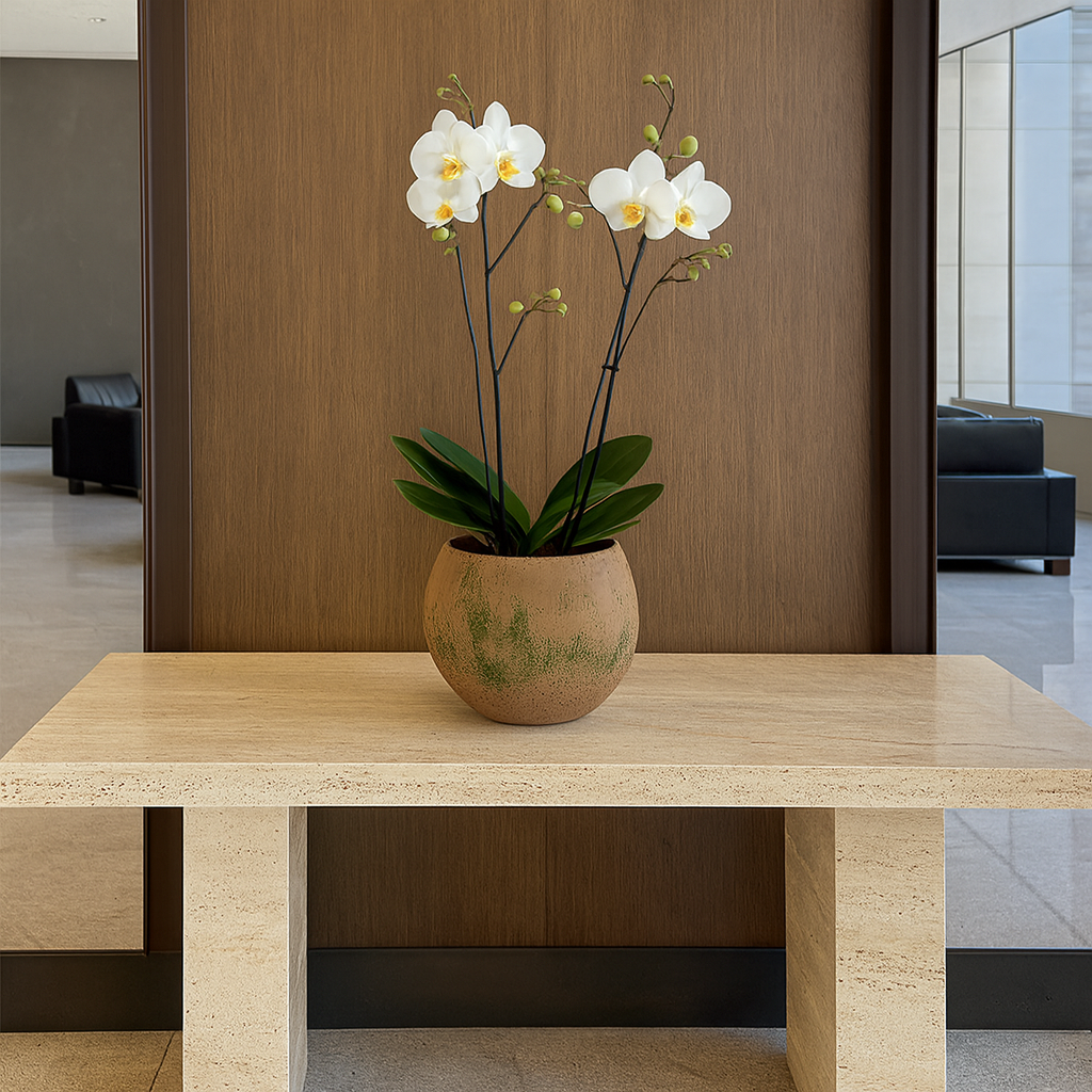 Media esfera-maceta de cemento con 1 orquídea blanca