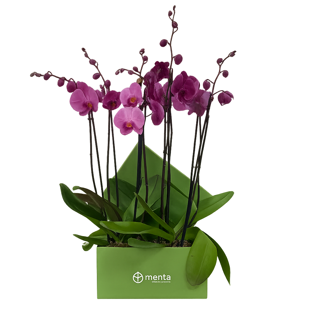 Phalaenopsis fiusha en caja cuadrada verde