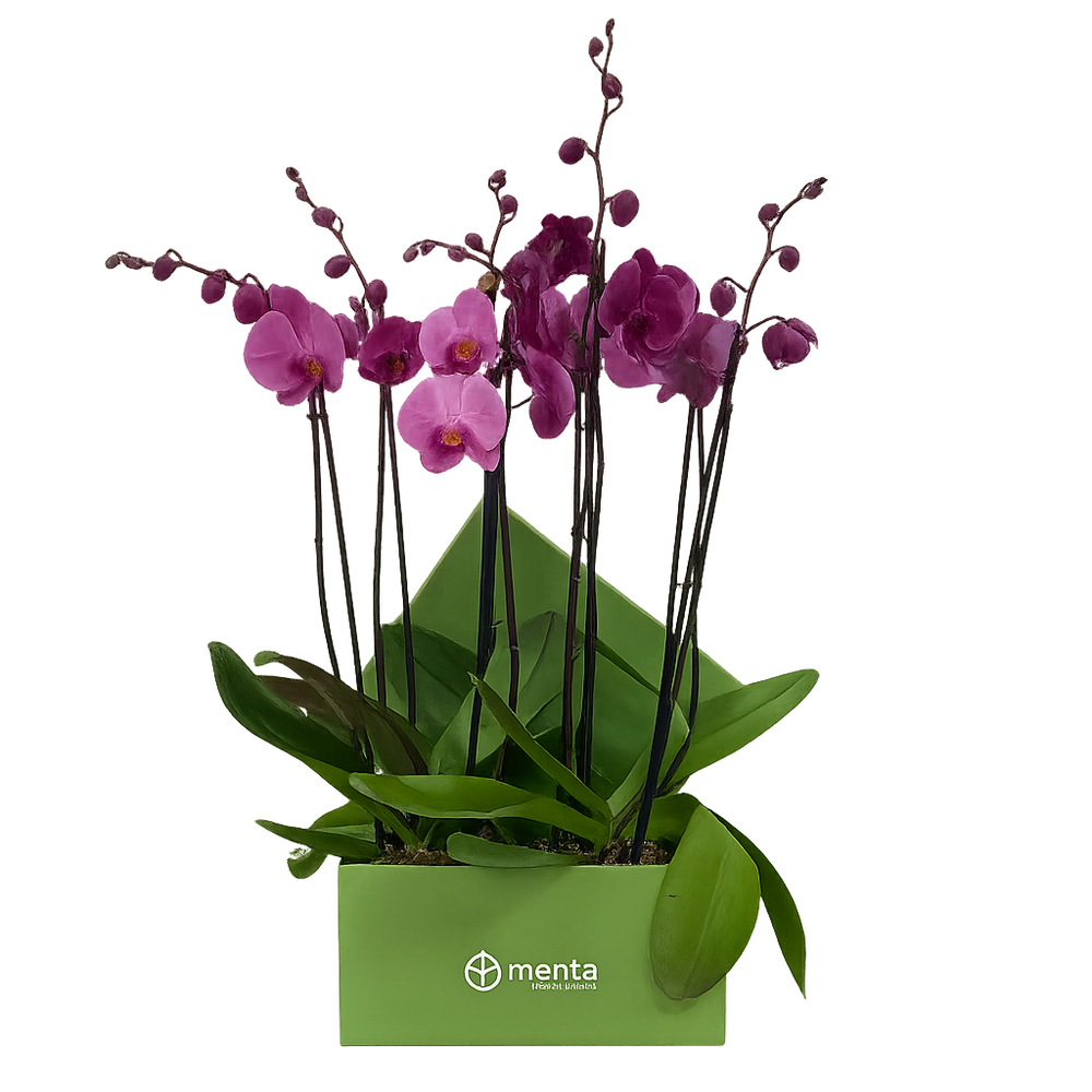 Phalaenopsis fiusha en caja cuadrada verde