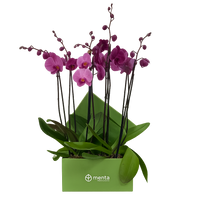 Phalaenopsis fiusha en caja cuadrada verde