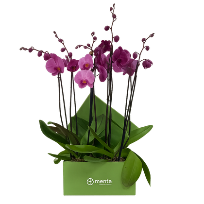 Phalaenopsis fiusha en caja cuadrada verde