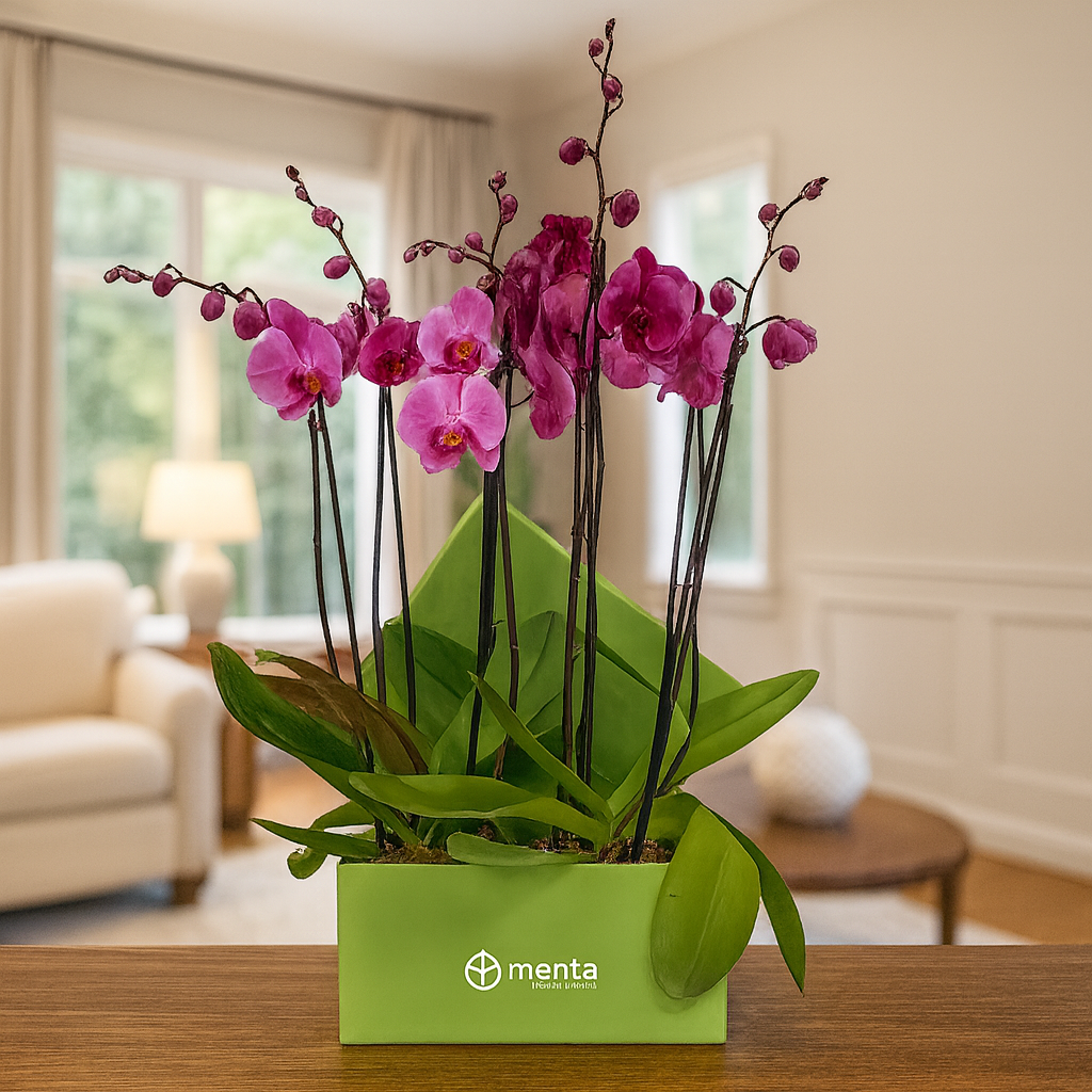 Phalaenopsis fiusha en caja cuadrada verde