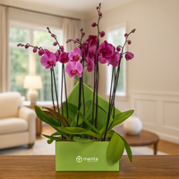 Phalaenopsis fiusha en caja cuadrada verde