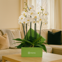Phalaenopsis blancas en caja cuadrada verde