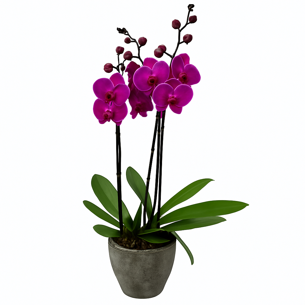 Hacienda gris-maceta de cemento con 2 orquídeas fiusha
