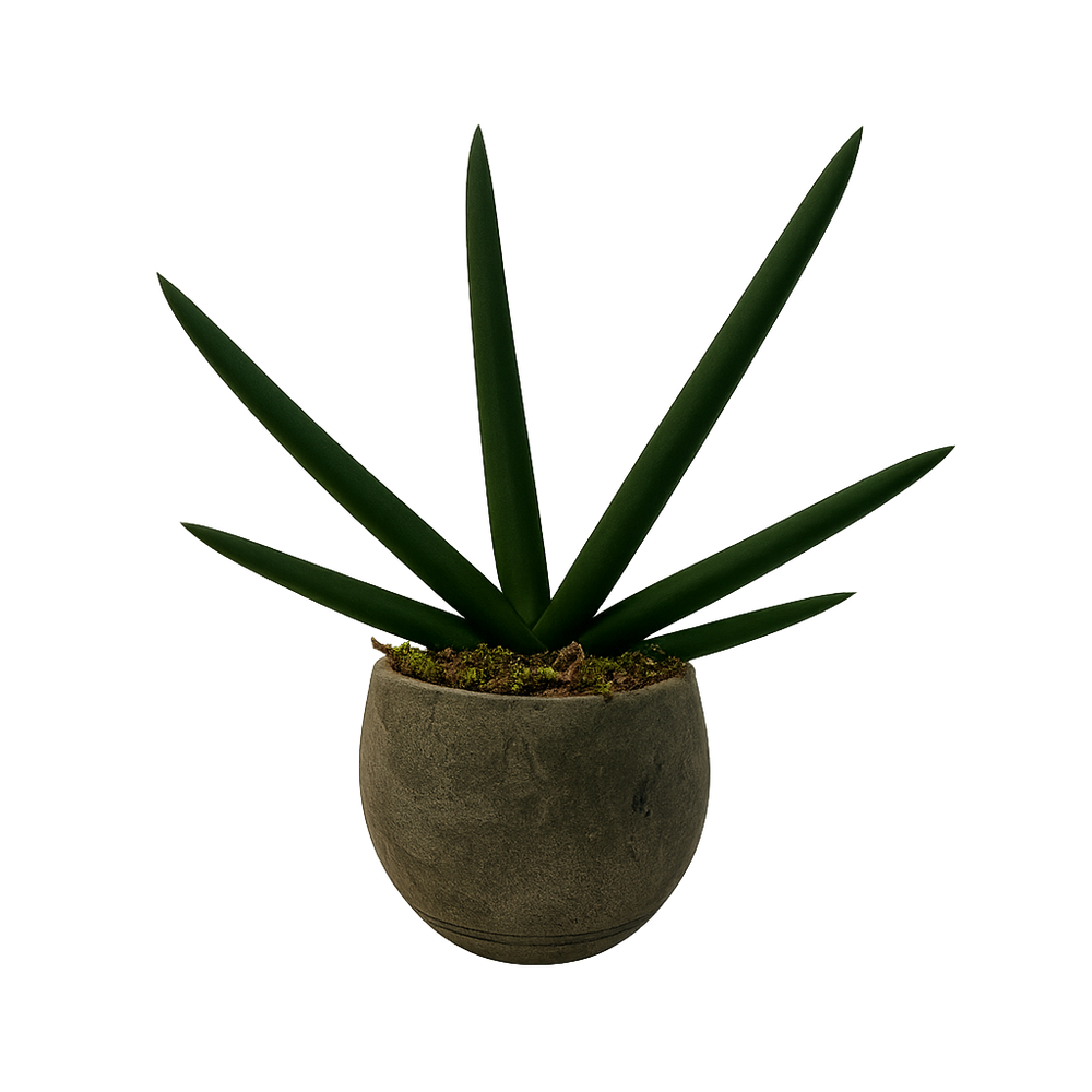 Aarón - maceta de cemento capullo con sansevieria cilíndrica
