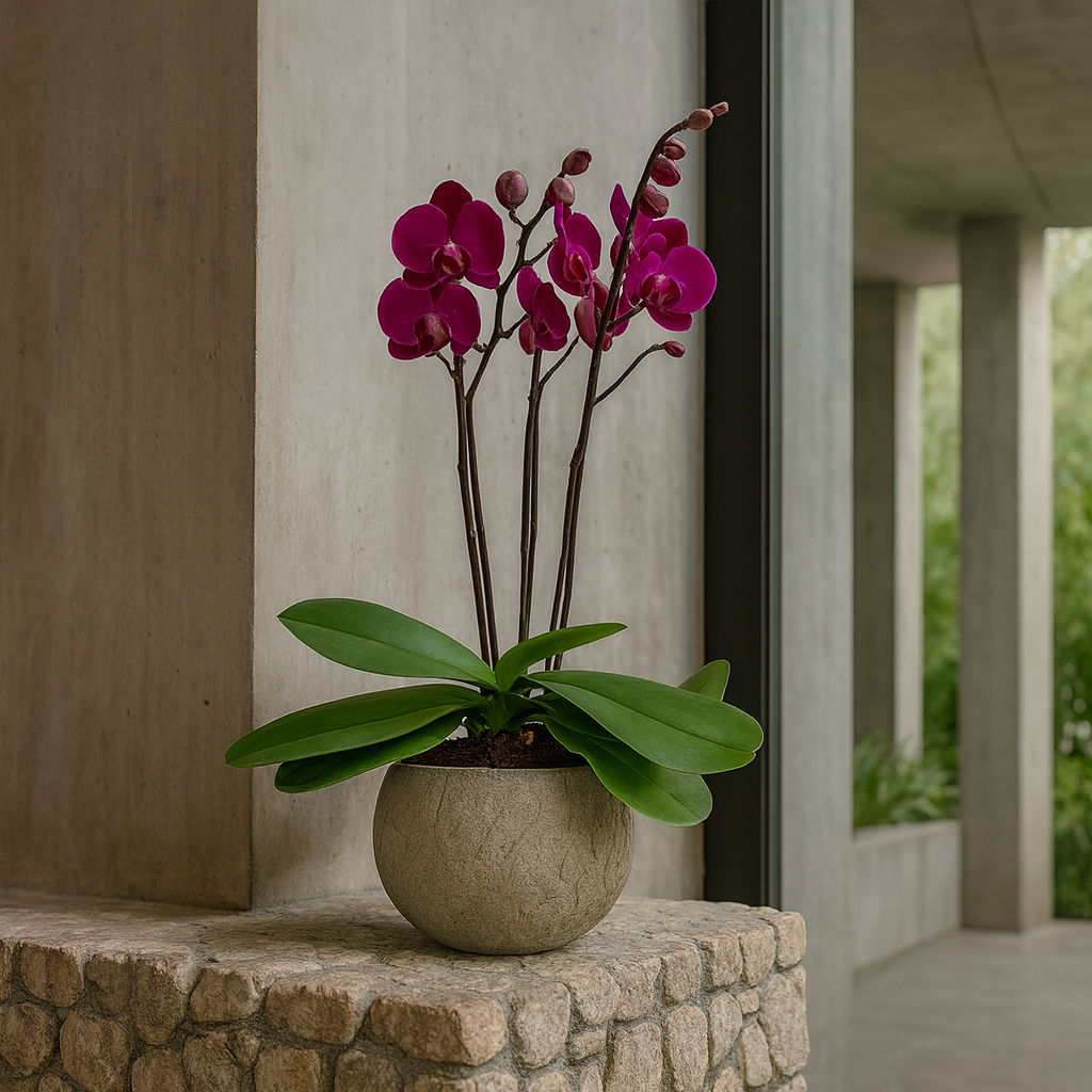 Capullito-maceta de cemento con 1 mini orquídea fiusha