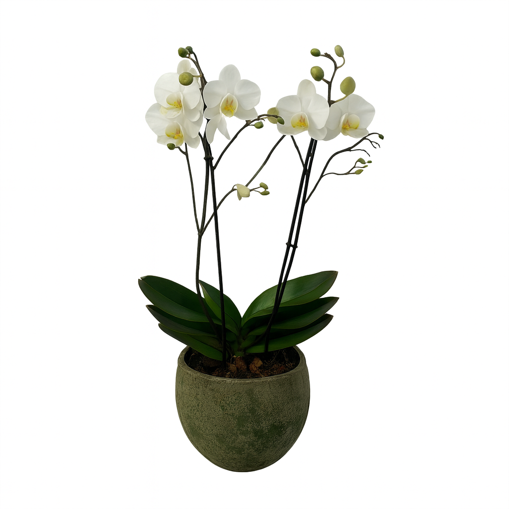 Raya militar-maceta de cemento con 1 mini orquídea blanca