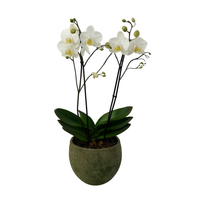 Raya militar-maceta de cemento con 1 mini orquídea blanca