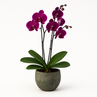 Raya militar-maceta de cemento con 1 mini orquídea fiusha