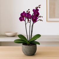 Raya militar-maceta de cemento con 1 mini orquídea fiusha