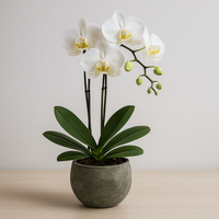 Raya militar-maceta de cemento con 1 mini orquídea blanca