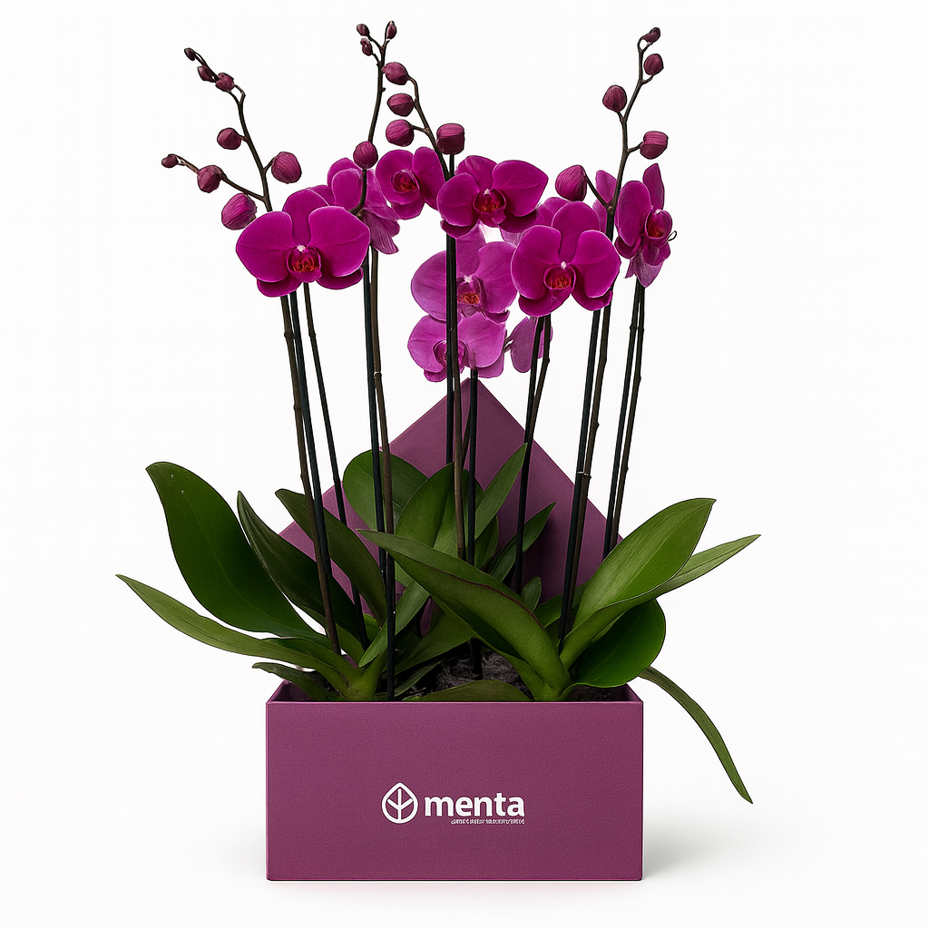 Phalaenopsis fiusha en caja cuadrada uva