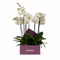 Phalaenopsis blancas en caja cuadrada uva