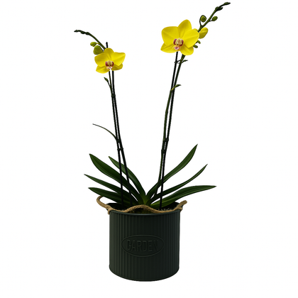 Orquídea amarilla en maceta de metal forma de bolsa