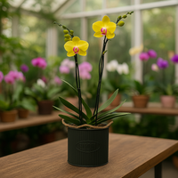 Orquídea amarilla en maceta de metal forma de bolsa